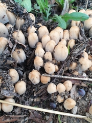Coprinellus micaceus