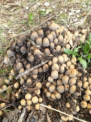 Coprinellus micaceus