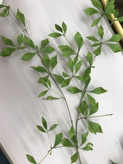 Enkianthus perulatus
