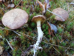 Suillus flavidus