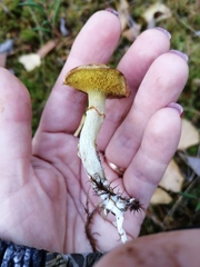 Suillus flavidus