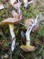 Suillus flavidus