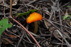 Hygrocybe acutoconica
