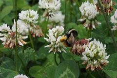 Bombus hypocrita sapporoensis