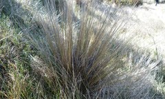 Festuca novae-zelandiae