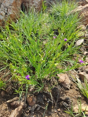 Polygala rehmannii