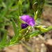 Violet Falspea - Photo (c) Richard Gill, some rights reserved (CC BY-NC), uploaded by Richard Gill