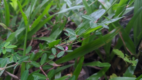 Japanese clover (Kummerowia striata)