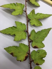 Rubus palmatus coptophyllus