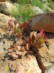 Searsia magalismontana magalismontana