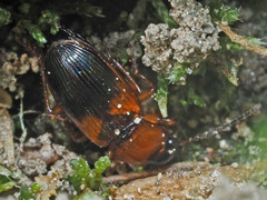 Stenolophus teutonus