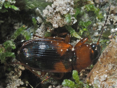 Stenolophus teutonus
