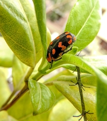 Clinteria klugi