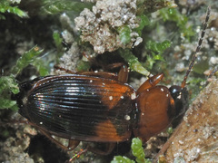 Stenolophus teutonus