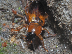 Stenolophus teutonus