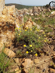 Helichrysum chionosphaerum