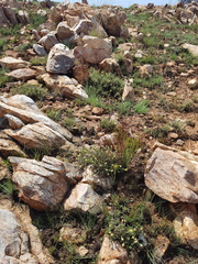 Helichrysum chionosphaerum