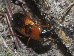 Stenolophus teutonus