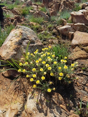 Helichrysum chionosphaerum
