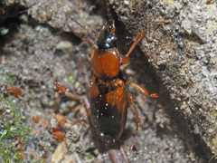Stenolophus teutonus