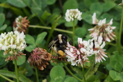 Bombus hypocrita sapporoensis