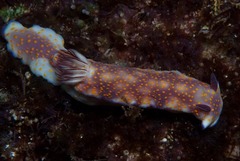 Hypselodoris pulchella