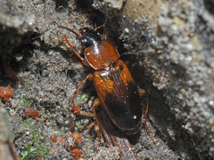 Stenolophus teutonus