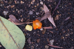 Hygrocybe acutoconica