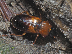 Stenolophus teutonus