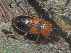 Stenolophus teutonus