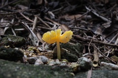 Hygrocybe acutoconica