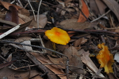 Hygrocybe acutoconica
