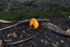 Hygrocybe acutoconica