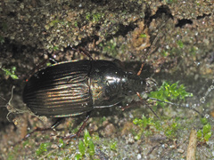 Amara similata