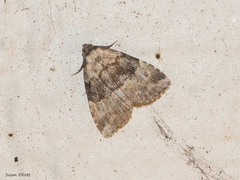 Dyspyralis illocata