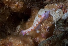 Hypselodoris maculosa