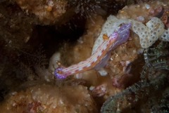 Hypselodoris maculosa