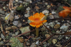 Hygrocybe acutoconica
