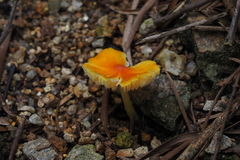 Hygrocybe acutoconica