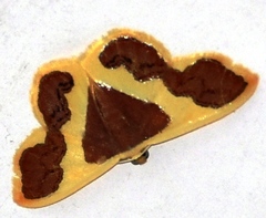 Plutodes transmutata