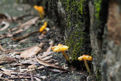 Hygrocybe acutoconica