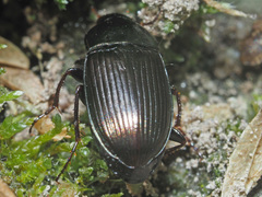 Amara similata