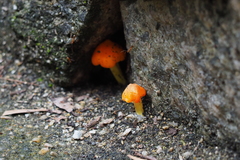 Hygrocybe acutoconica