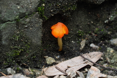 Hygrocybe acutoconica