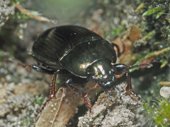 Amara similata