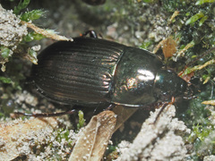 Amara similata