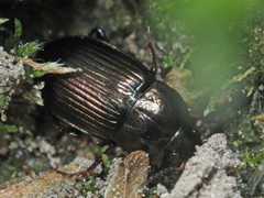 Amara similata