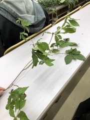 Rhododendron macrosepalum