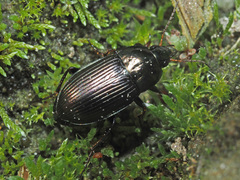 Amara similata