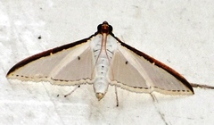 Palpita nigropunctalis